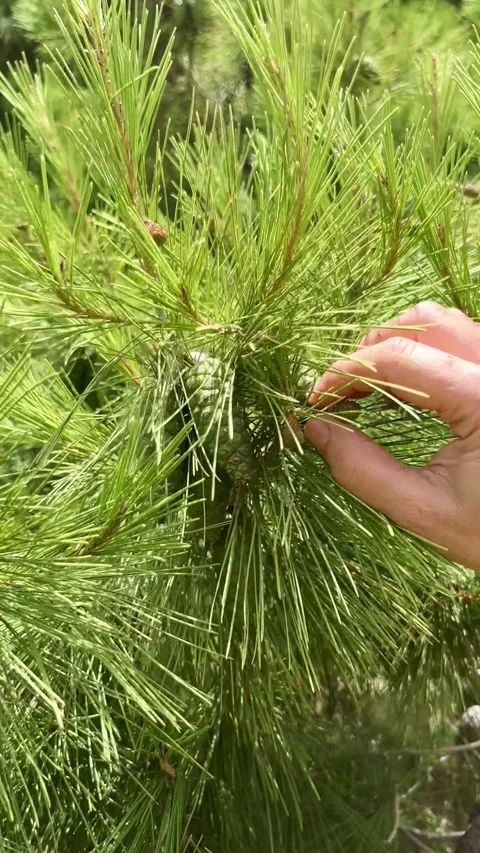 A hand demonstrating a pine tree with buds Stock Footage 280008004