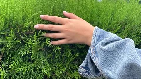 A hand in a denim jacket slowly runs through the green bush Stock Footage 201750696
