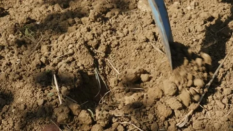 Hand digging and seeding some egyptian onions. Agriculture. Growing own food Stock Footage 138235465