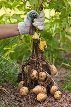 Hand with digging bush potato Stock Photos