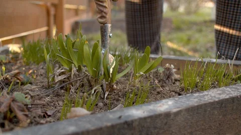 Hand digging hyacinth bulbs Stock Footage 128793389