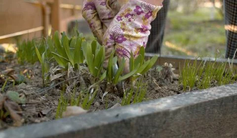 Hand digging hyacinth bulbs Stock Photos