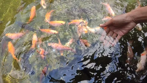 A hand is dipped into a pond Stock Footage 303207680