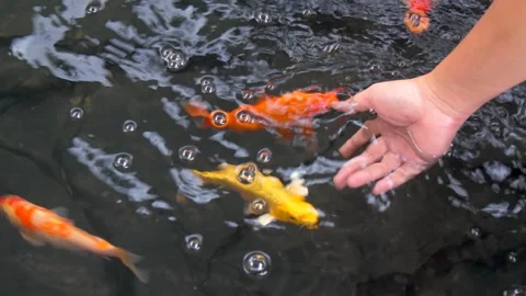 A hand dipping into the water to play with koi fish Stock Footage 344915431