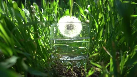 Hand dips a dandelion into a glass Stock Footage 193705135