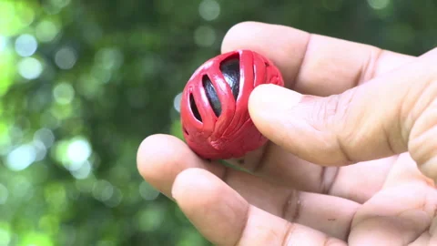 A hand displaying Fully Matured Nutmeg Seed with Aril (Mace) Stock Footage 279751628