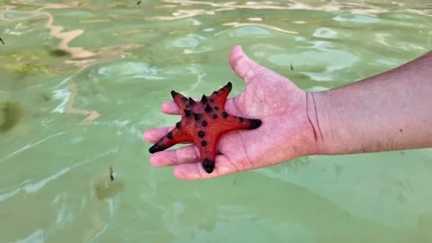 Hand Displaying Red Starfish Over Ocean Stock Footage 263336546