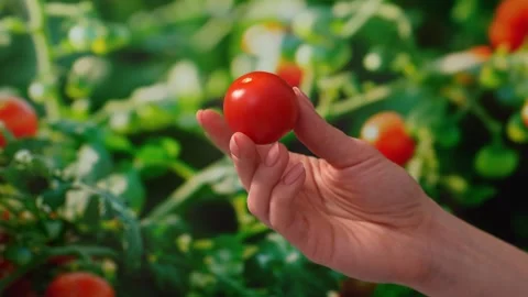 Hand Displaying a Single Tomato in Lush Garden. Stock Footage 266899794
