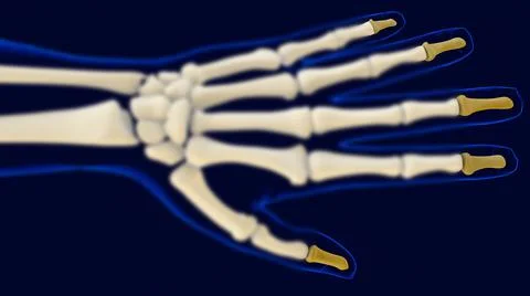 Hand Distal Phalanges Bones Anatomy For Medical Concept 3D Stock-Illustration