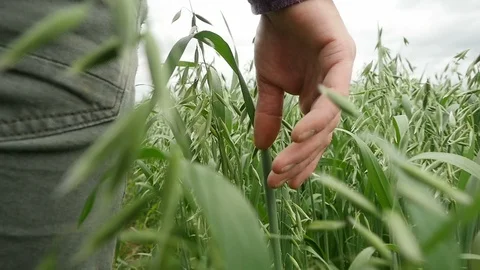 Hand draging through green oat Vidéo 106732120