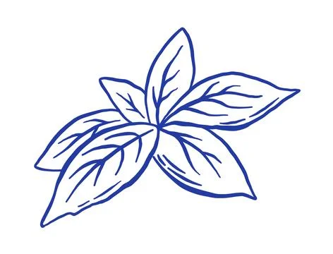 Hand draw basil vector illustration. Illustrazione stock