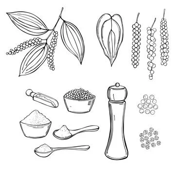 Hand draw Black pepper. Vector sketch  illustration. 库存插图