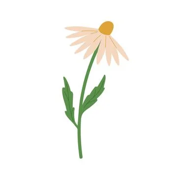 Hand draw chamomile vector illustration. Spring blossom daisy flower Illustrazione stock