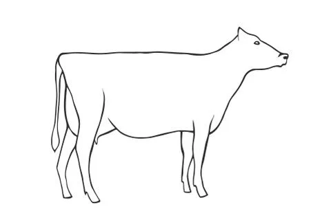 Hand Draw Cow Stock Illustration