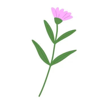 Hand draw daisy vector illustration. Spring chamomile flower on white backg.. Stock Illustration