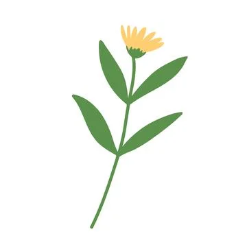 Hand draw dandelion vector illustration. Spring yellow flower Illustrazione stock