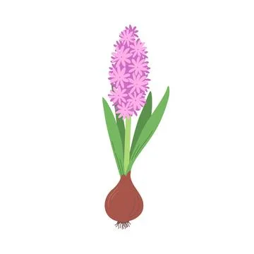 Hand draw hyacinth vector illustration. Spring blossom flower Stock Illustration