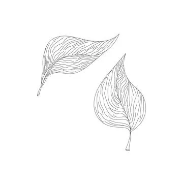 Hand draw leaves vector, Line drawn leaves illustration. Stock Illustration