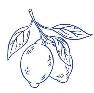 Hand draw lemon on brunch vector illustration. Doodle citrus fruit isolated.. Stock Illustration