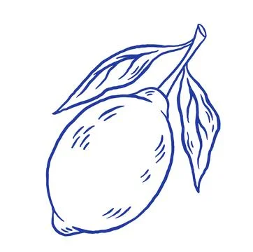 Hand draw lemon with leaves vector illustration. Doodle citrus fruit on white Stock Illustration