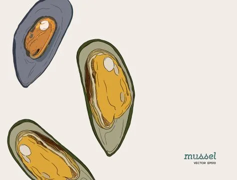 Hand draw mussels vector. Stock Illustration