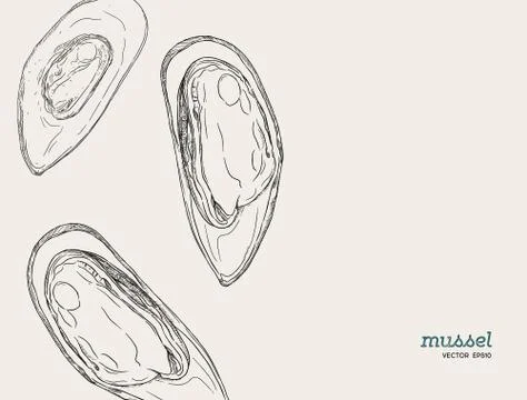Hand draw mussels vector. Stock Illustration