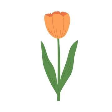 Hand draw orange tulip vector illustration Illustrazione stock