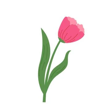 Hand draw red tulip vector illustration. Spring blossom flower 库存插图
