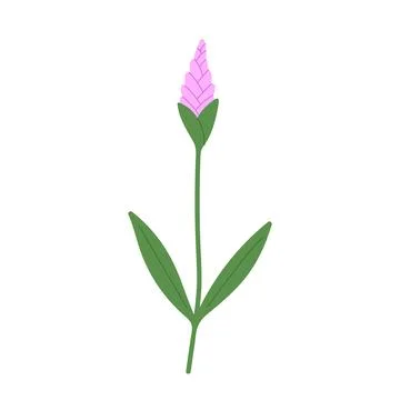 Hand draw rustic flower vector illustration. lavender on white background Stock Illustration
