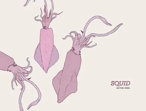 Hand draw Squids vector. Stock Illustration