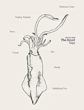 Hand draw Squids vector. Stock Illustration