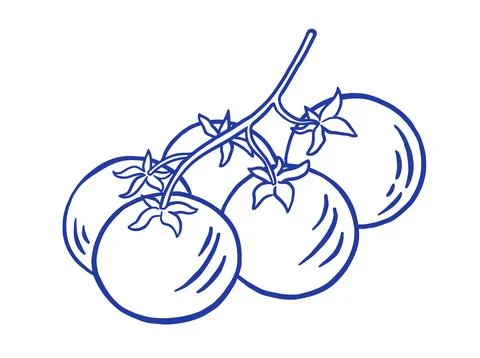 Hand draw tomato vegetable vector illustration. Organic healthy food. Farm .. Stock Illustration