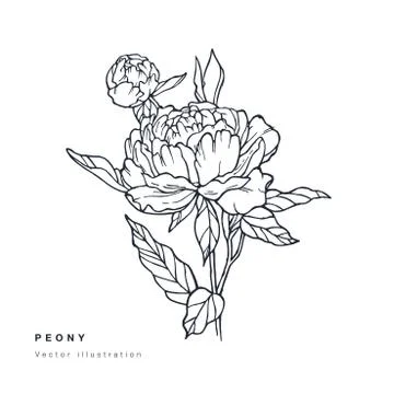 Hand draw vector peony flowers illustration. Floral wreath. Botanical floral Stock Illustration