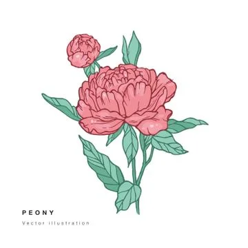 Hand draw vector peony flowers illustration. Floral wreath. Botanical floral Stock Illustration
