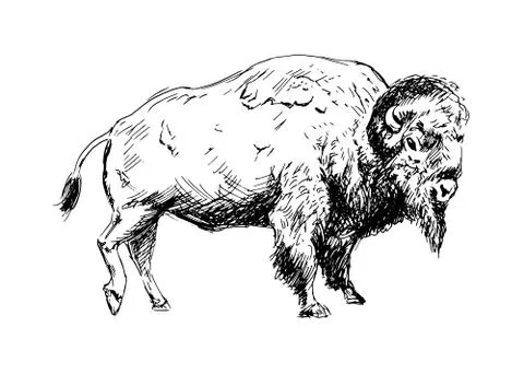 Hand drawing a bison Stock Illustration