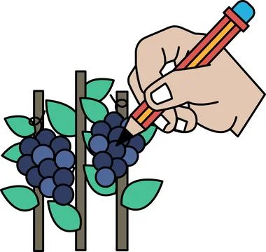 A hand is drawing on a bunch of grapes イラスト素材
