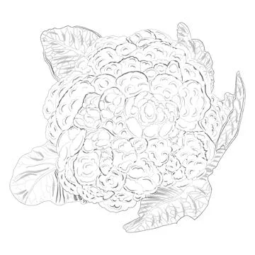 Continuous one line drawing of cauliflower. Vector illustration on isolated  background. Stock Vector | Adobe Stock