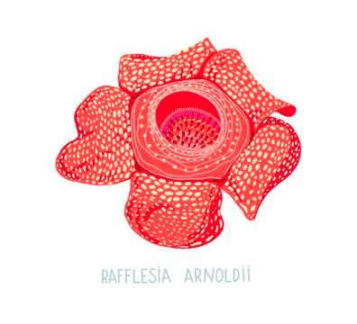 Hand drawing flat vector illustration of tropical flower - Rafflesia Arnoldii 스톡 일러스트
