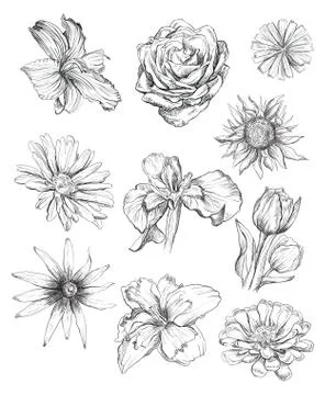 Hand drawing flowers set Stock Illustration
