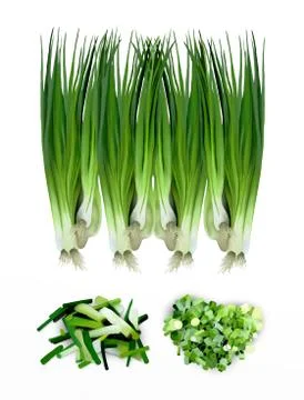 Hand Drawing of Fresh Spring Onions or Fresh Leeks Stock Illustration