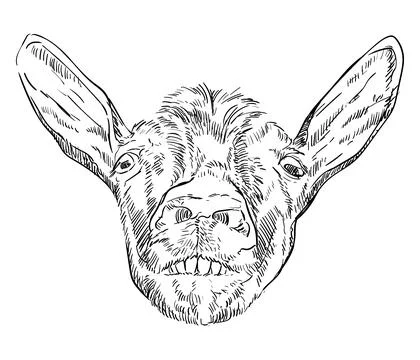 Hand drawing funny goat head with a teeth vector illustration Stock Illustration