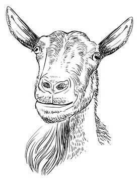 Hand drawing goat head with a beard vector illustration Stock Illustration