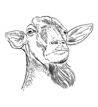 Hand drawing goat head with a beard vector isolated illustration Stock Illustration