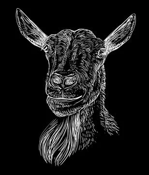 Hand drawing goat head with a beard on a black vector illustration Illustrazione stock