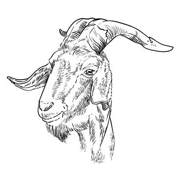 Hand drawing goat head with a big horns vector illustration Illustrazione stock