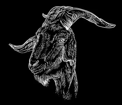 Hand drawing goat head on a black with a big horns vector illustration Stock Illustration