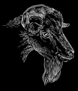 Hand drawing goat head with a horns on a black vector illustration Stock Illustration