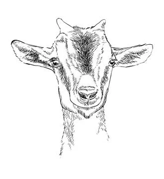 Hand drawing goat kid head vector illustration Stock Illustration