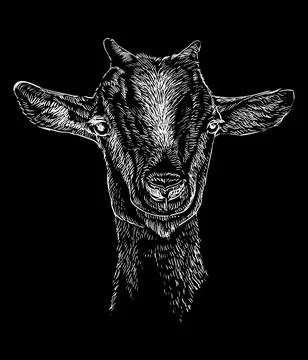 Hand drawing goat kid head on a black vector illustration Stock Illustration