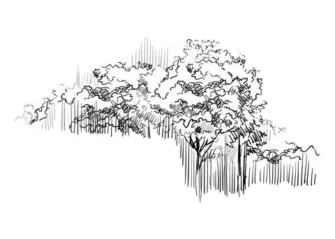 Hand drawing landscape forest with trees vector illustration Stock Illustration